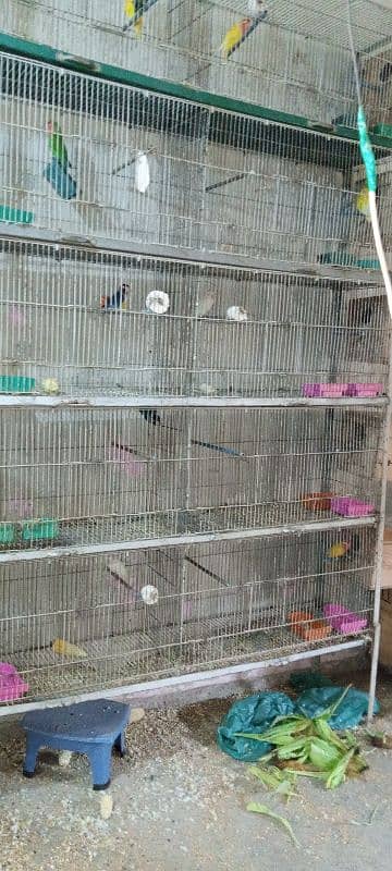 All setup for sell ha breeder pairs bhi cage bhi 03128935987 4