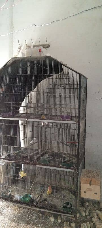 All setup for sell ha breeder pairs bhi cage bhi 03128935987 5