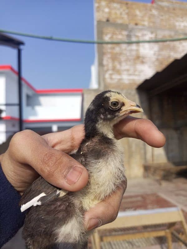 Chicks Available in 950 watsapp : 03139036387/03429073705 0