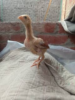 aseel per chicks 1200 for sale