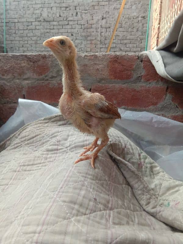 aseel per chicks 1200 for sale 0