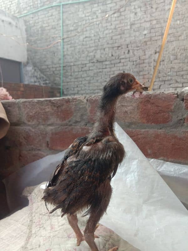 aseel per chicks 1200 for sale 1