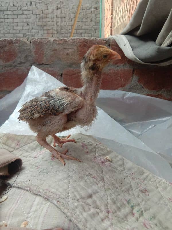 aseel per chicks 1200 for sale 2