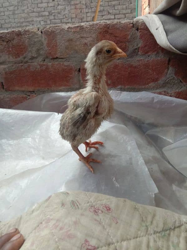 aseel per chicks 1200 for sale 3