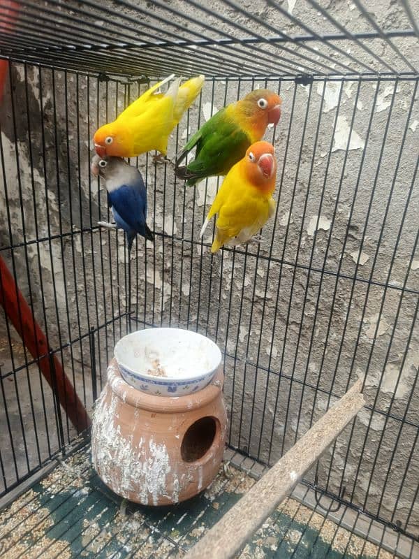 5 lovebirds For sale with 6 ege 0