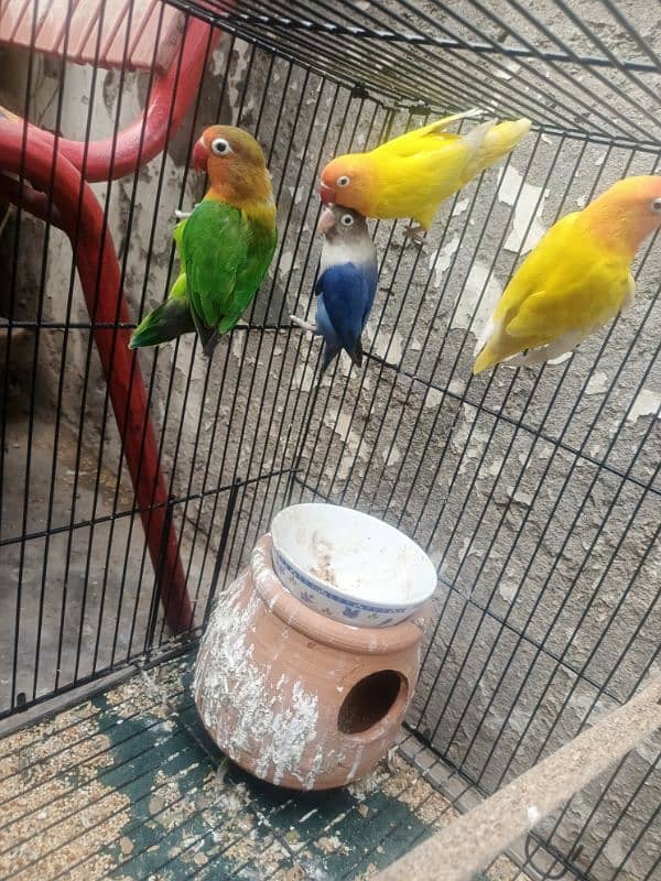 5 lovebirds For sale with 6 ege 1