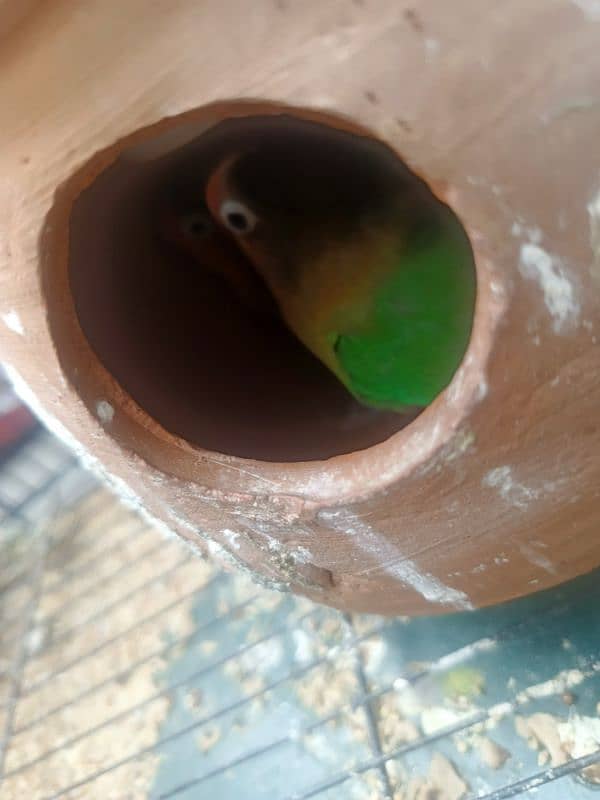 5 lovebirds For sale with 6 ege 2