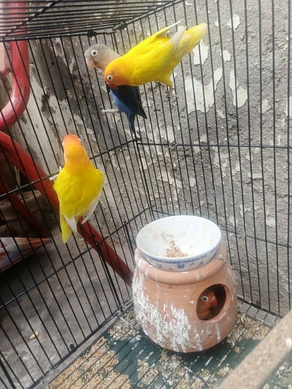 5 lovebirds For sale with 6 ege 3