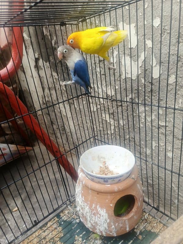 5 lovebirds For sale with 6 ege 4