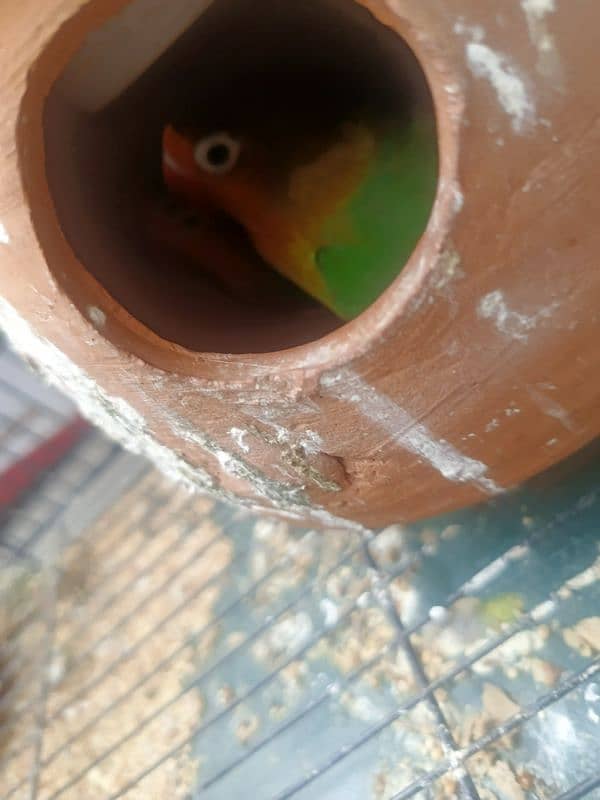 5 lovebirds For sale with 6 ege 8