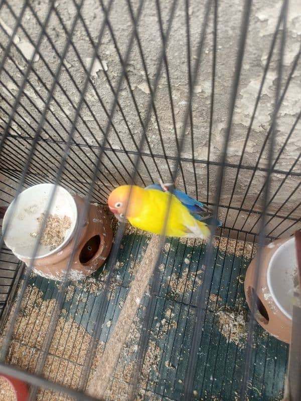 5 lovebirds For sale with 6 ege 13