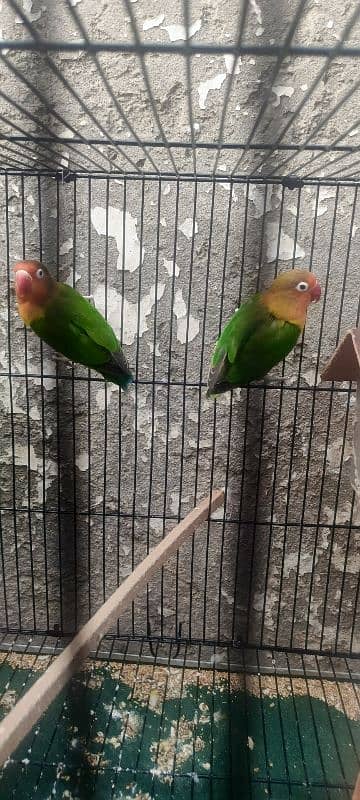 5 lovebirds For sale with 6 ege 14