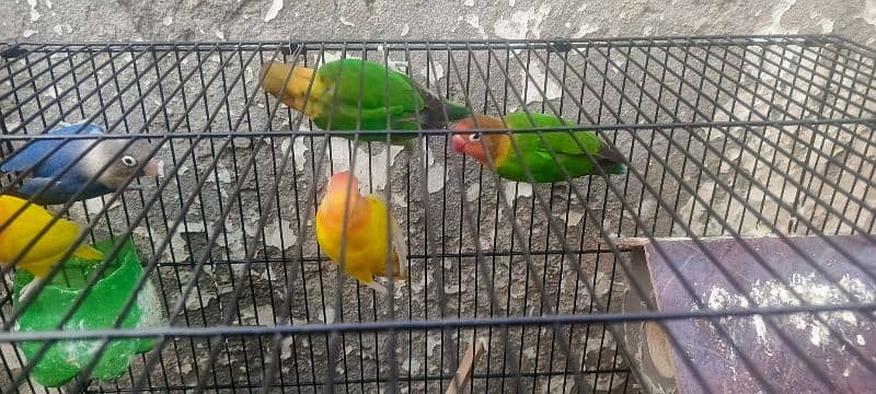 5 lovebirds For sale with 6 ege 15