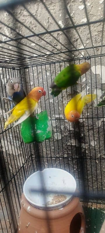 5 lovebirds For sale with 6 ege 16