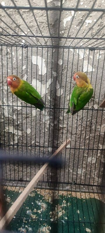 5 lovebirds For sale with 6 ege 17