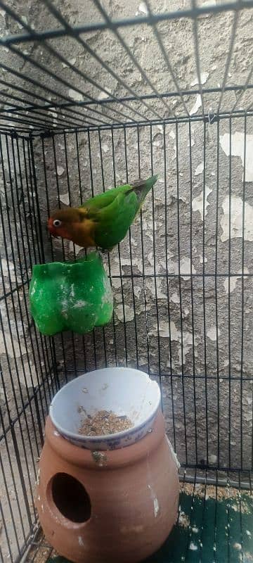 5 lovebirds For sale with 6 ege 19