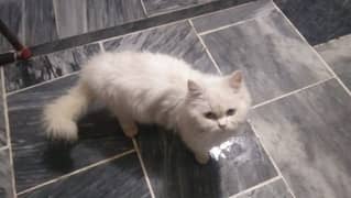 Persian cat female age 5 month