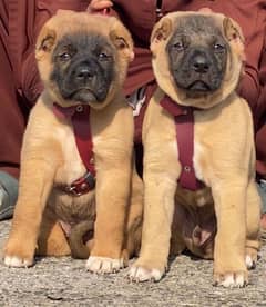 King kurdish kangaal pair pure breed security dog 2months for sale