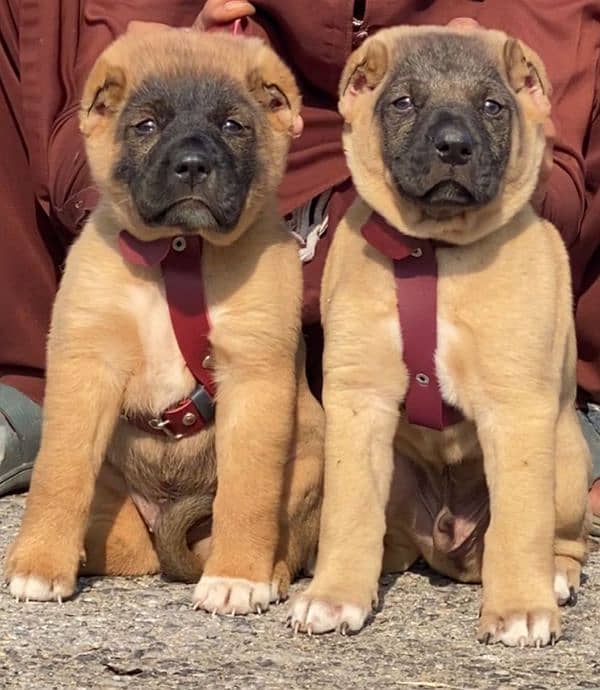 King kurdish kangaal pair pure breed security dog 2months for sale 0