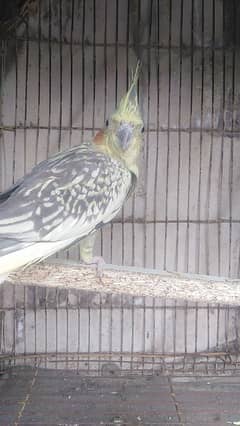 cockatiel breeder female