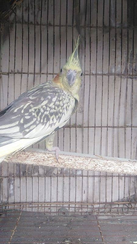 cockatiel breeder female 0