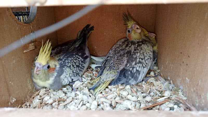 cocktail parrot babys 1