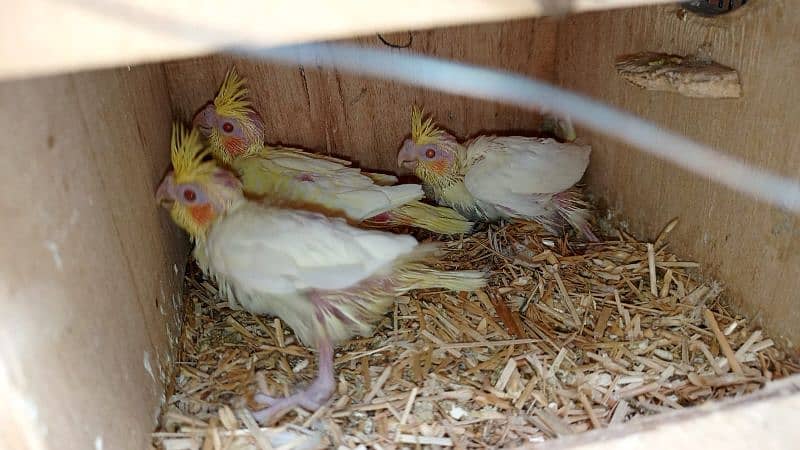 cocktail parrot babys 2