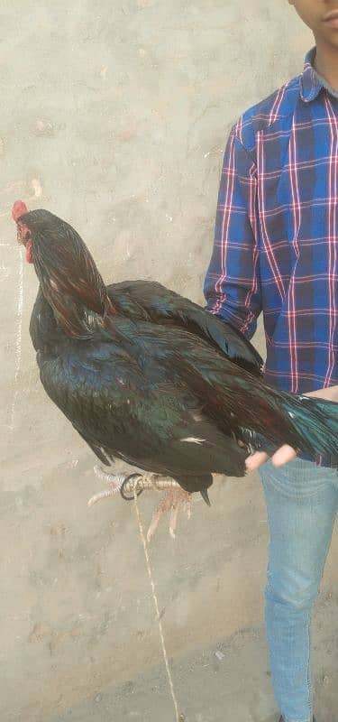 aseel lasani male for sale all ok 4