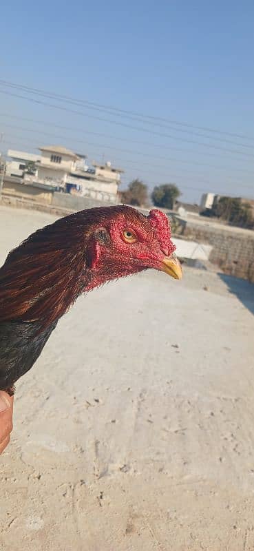 Aseel murgha for sale 10 months patha. yellow beak and legs clean. 1