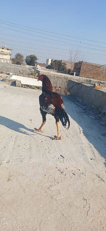 Aseel murgha for sale 10 months patha. yellow beak and legs clean. 2