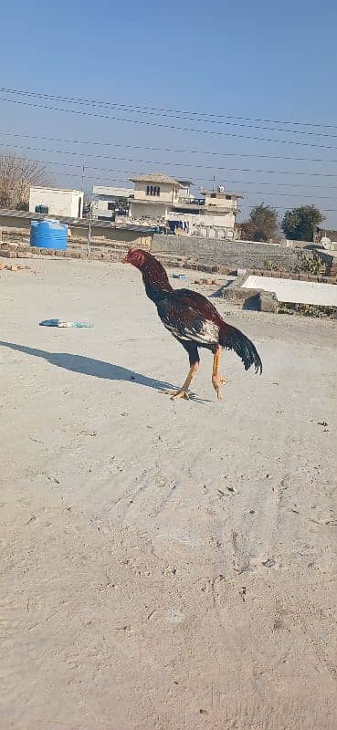 Aseel murgha for sale 10 months patha. yellow beak and legs clean. 3