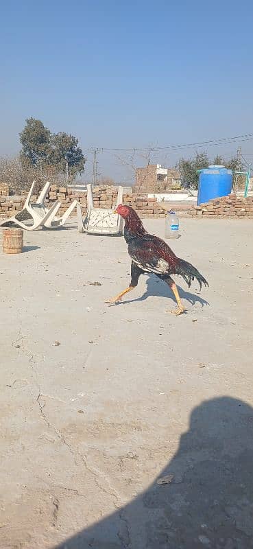 Aseel murgha for sale 10 months patha. yellow beak and legs clean. 4