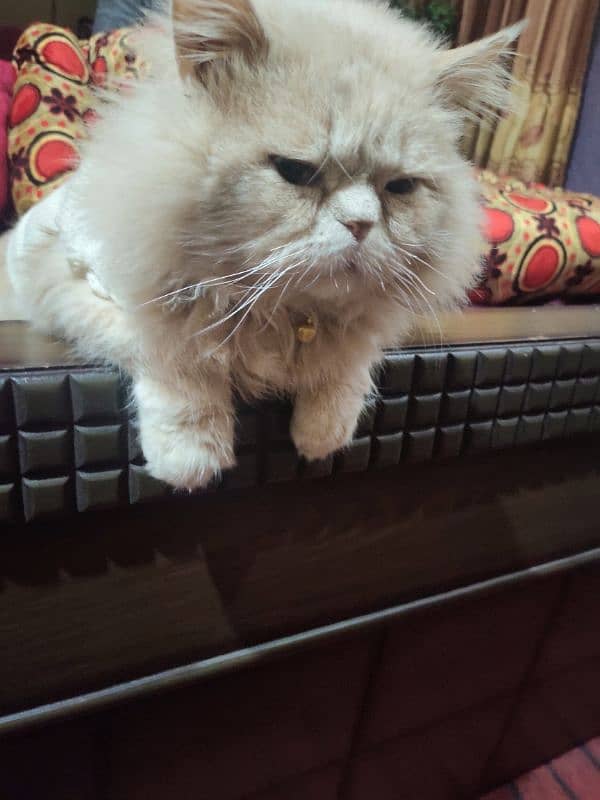 A Beautiful Persian Cat 1