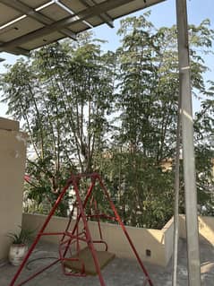 Moringa Tree for Sale – 40 Feet High! 10 Years Old