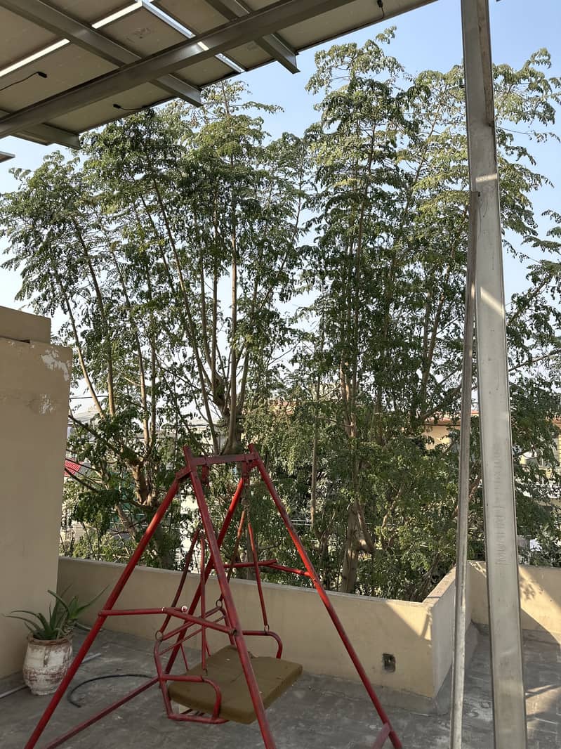 Moringa Tree for Sale – 40 Feet High! 10 Years Old 0