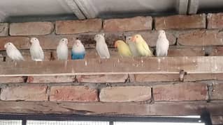 lovebirds and cage for Sale