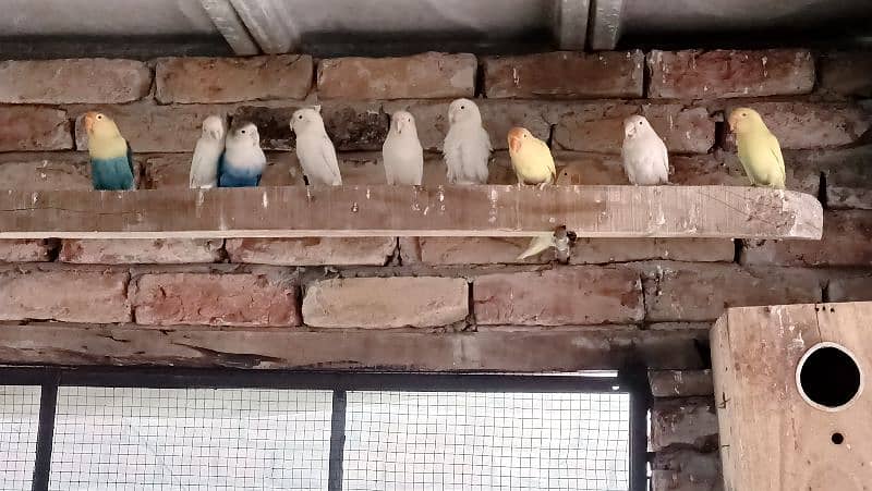 lovebirds and cage for Sale 1