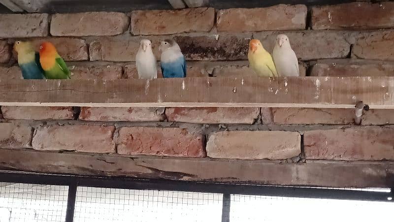 lovebirds and cage for Sale 4