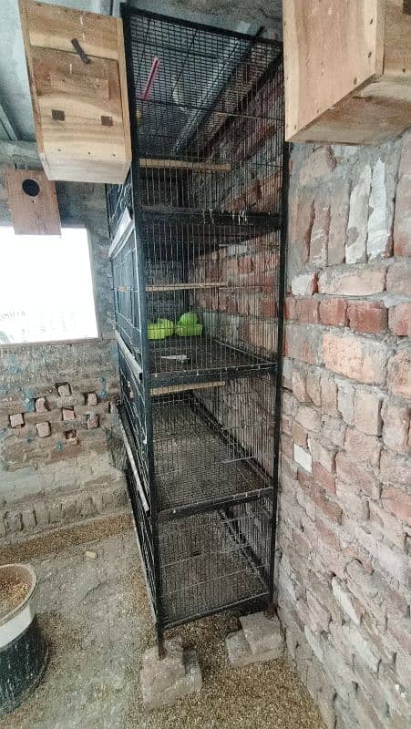 lovebirds and cage for Sale 6