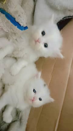 1 Pair of Persian Baby Cats male and female