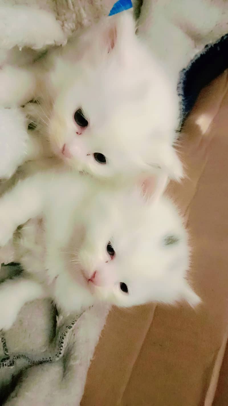 1 Pair of Persian Baby Cats male and female 1