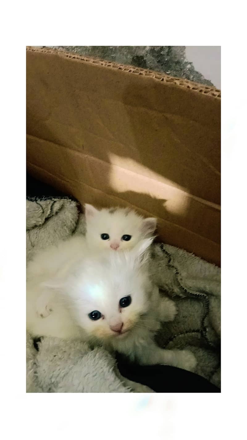 1 Pair of Persian Baby Cats male and female 2