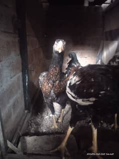 Young Aseal pair , Hira Shamu cross Aseal hen.