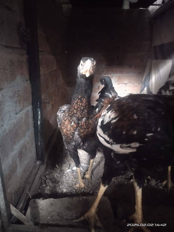 Young Aseal pair , Hira Shamu cross Aseal hen. 0