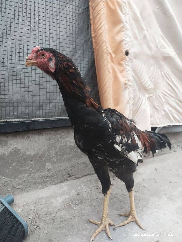 Young Aseal pair , Hira Shamu cross Aseal hen. 1