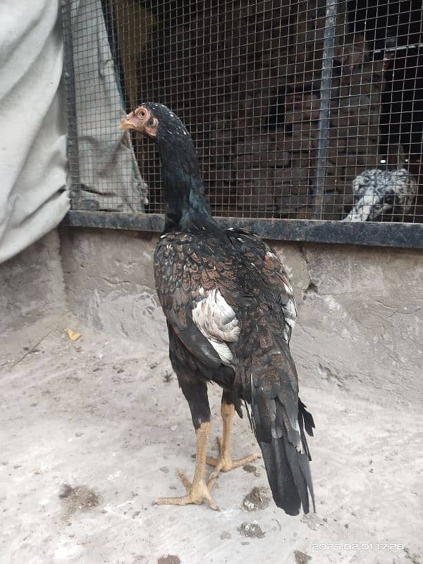 Young Aseal pair , Hira Shamu cross Aseal hen. 2