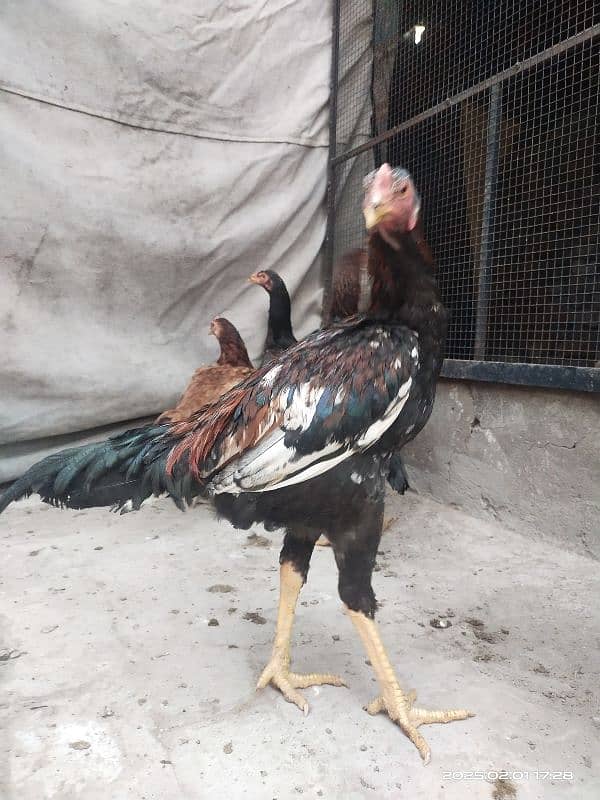 Young Aseal pair , Hira Shamu cross Aseal hen. 3