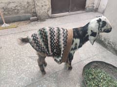 male goat