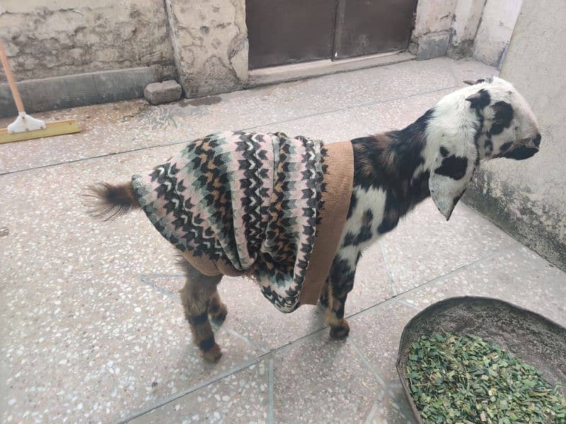 male goat 0