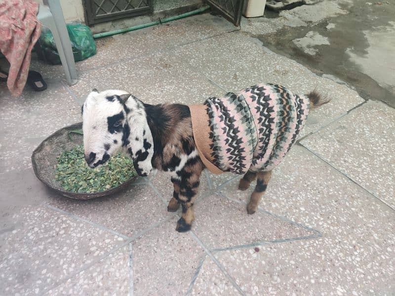 male goat 3